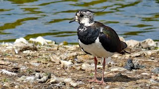 Lapwing Call  Bird Songs and Sounds [upl. by Gavette499]