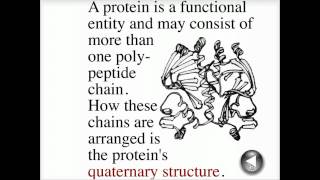 Stages in protein assembly  Biofundamentals [upl. by Waynant994]