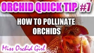 Orchid Tip 7  How to pollinate Orchids [upl. by Ahcurb110]