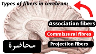 White matter of the cerebrum [upl. by Jean-Claude]