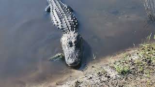 WILD Florida Alligator just chillin with me at work DONT TRY THIS AT HOME [upl. by Aihsyla]