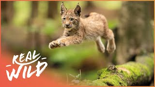 Exploring The Elegant Lynx In 4K  Lynx Documentary  Real Wild [upl. by Jacob]