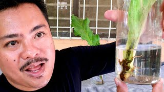 3 methods on how to propagate Waves of Love Plant  Anthurium Plowmanii [upl. by Auqinimod]