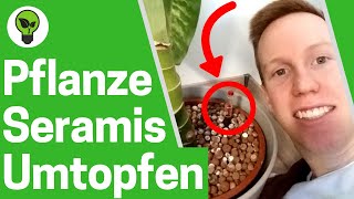 Pflanzen Umtopfen ✅ TOP ANLEITUNG Trauermücken Bekämpfen mit Hydrokultur amp Seramis Zimmerpflanzen [upl. by Aket]