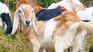 GOAT FARMING🐐🐐 OUR ACTIVITIES WITH TAME AND CUTE GOATS GOAT VIDEOS [upl. by Aynatan]