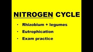 THE NITROGEN CYCLE  fertilisers eutrophication exam practice [upl. by Bing925]