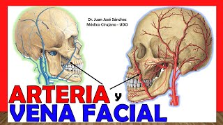 🥇 ARTERIA Y VENA FACIAL Anatomía  ¡Explicación Sencilla [upl. by Nnalorac]