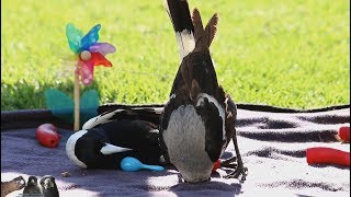 Australian Magpies Playing by The Magpie Whisperer [upl. by Ain]