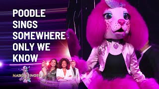 Poodles Somewhere Only We Know Performance  Season 4  The Masked Singer Australia  Channel 10 [upl. by Ayekat871]