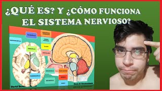 Introducción a la Neuroanatomía [upl. by Rahman]