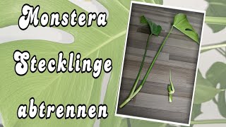 Monstera Stecklinge abtrennen u vermehren Schritt für Schritt einfach erklärt🌿 pflanzen monstera [upl. by Jerold]