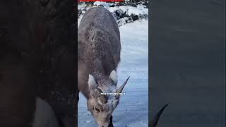 Banff National Park in 20 Seconds Stunning Peaks and Glacial Beauty viralvideo trending [upl. by Malha177]