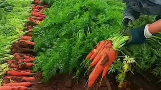 গাজর Carrot Daucus carota সবজি vegetables Apiaceae farmingmethod agriculturalsystem [upl. by Kcirddes]