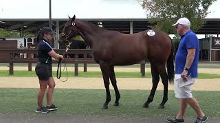 Inglis Classic Dundeel x Aonair Colt [upl. by Sirdi]