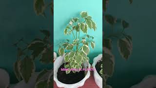 MY MING ARALIA PLANTS shorts [upl. by Fennessy]