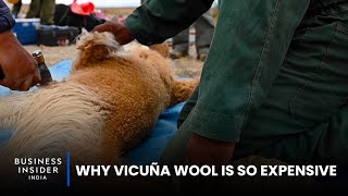 Why Vicuña Wool Is So Expensive  So Expensive [upl. by Eisej]