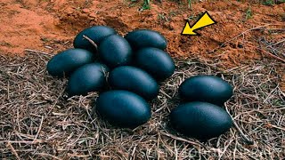 Farmer Spots Eggs In His Barn  He Is Amazed When They Hatch [upl. by Suhail]