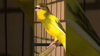 Suara burung kenari merdu kenari canario canary canarias kenarigacor pancingankenaribiargacor [upl. by Annadal704]