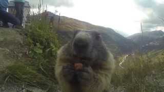 Marmotta mangia dalla mano [upl. by Laemaj]