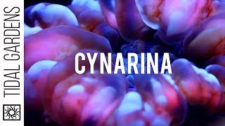 Cynarina  A spectacular yet under appreciated translucent coral [upl. by Brass336]