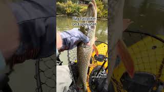 youtubeshorts fishing pikefishing kayakbassfishing hobiekayak topwater Big pike from 102224 [upl. by Gwenore84]