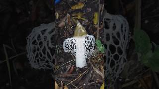 Phallus indusiatus  Bamboo mushroom  Edible fungi explore fyp mushrooms ytshorts cachar [upl. by Refinaj40]