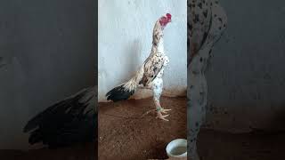 at my farm my favorite bird pichika garuda [upl. by Broome]