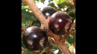 Red Jaboticaba is Rocking in the Ground [upl. by Manchester334]