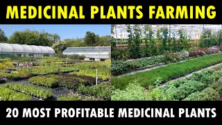 Most profitable Medicinal Plants farming in India  Medicinal Plants Cultivation Business [upl. by Honey721]