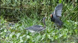 Tricolored Heron and Moorhen Skirmish in the Swamp [upl. by Acassej]