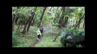 Halawa Valley Hike to Moaula Waterfall Molokai Hawaii [upl. by Jay69]