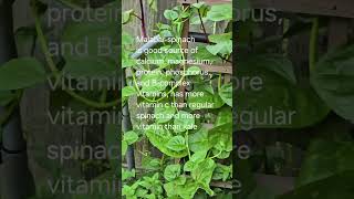 Malabar spinach good health benefits [upl. by Quita834]