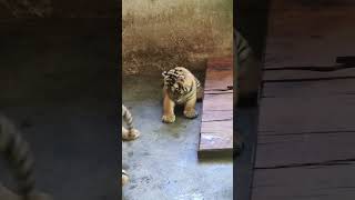 Adorable Baby Tigers Playing  Cutest Little Tigers Having Fun 🐯❤️ babytigers CuteTigers [upl. by Reeva750]