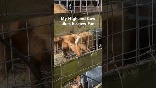 Highland Cow loves his new fan highlandcow minicow [upl. by Akcinahs]