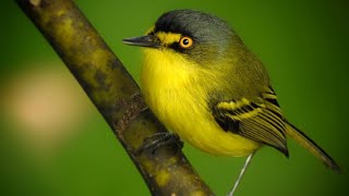 Gray Headed Tody Flycatcher Bird 2024 [upl. by Florella]