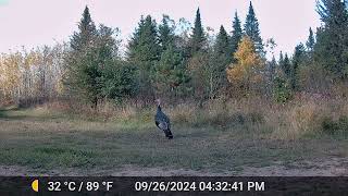 Tomahawk Trail Camera Sept 22 to Oct 3 2024 [upl. by Aramot]