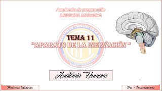 TEMA 11 SISTEMA DE LA INERVACION PARTE 1 [upl. by Sallee681]