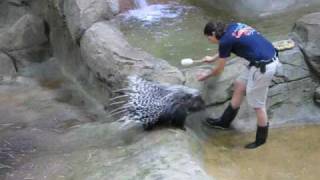 Porcupine at Adventure Aquarium June 25 2009 [upl. by Delanos]