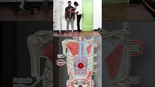 Myofascial lines explained [upl. by Edaw]