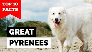 Great Pyrenees  Top 10 Facts [upl. by Bluefield357]