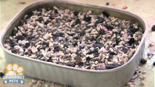 Feature Story Feeding and Breeding Gouldian Finches [upl. by Nuy196]