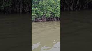 Mangrove water forest [upl. by Irafat]