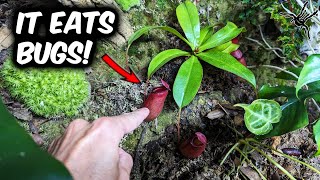 I added CARNIVOROUS PLANTS to JUNGLEARIUM [upl. by Anitsirk157]