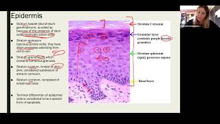 Histology  Skin and its appendages by K Yuliya in details [upl. by Eelyak]