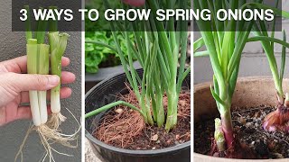 How To Regrow Sprouted Onions [upl. by Enirol184]