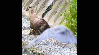 Mother ducks perfect defense against crows [upl. by Palmore]