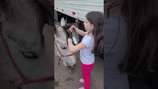 Fazendo trança no cavalo 🐎 infantil contacaodehistorias criança [upl. by Bridges]