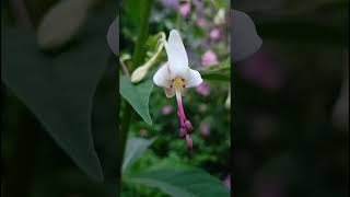 Clerodendrum serratum verbenacea familynature forestflowertrending flowers forestgardenflora [upl. by Denni]