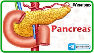 Anatomy Of The Pancreas Animation Relations Neurovascular supply Venous and Lymphatic drainage [upl. by Sykleb800]