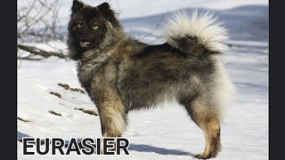 Eurasier [upl. by Ameer668]